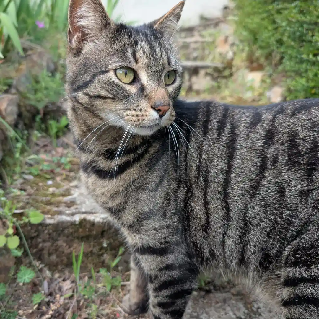 chat