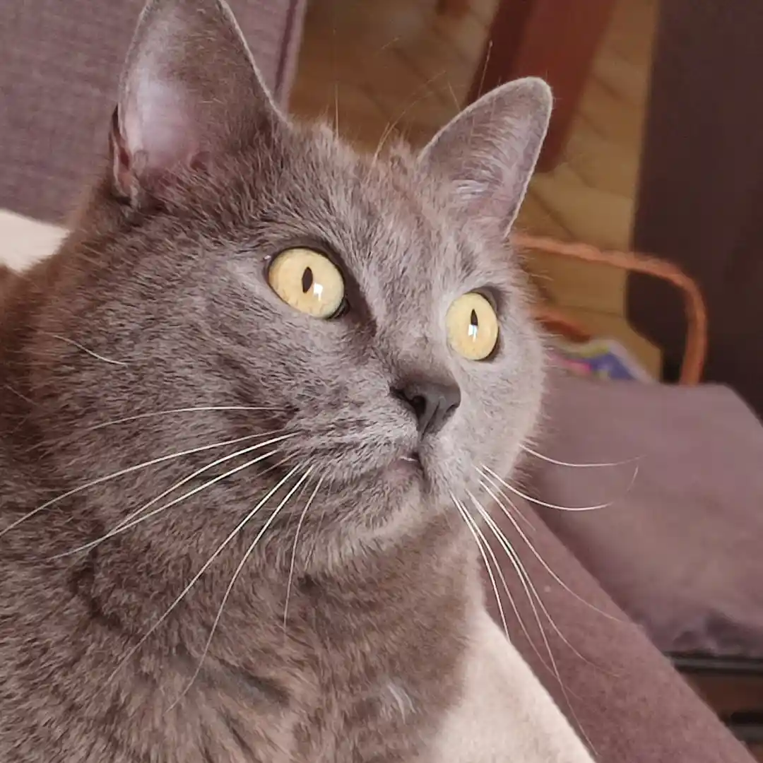 chat